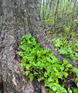 松露的叶子是什么样