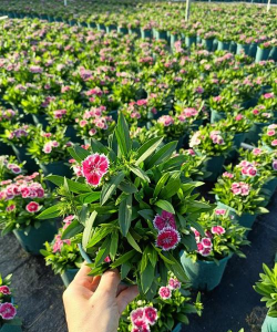 五彩石竹属于什么植物