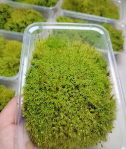 藓类植物有哪些