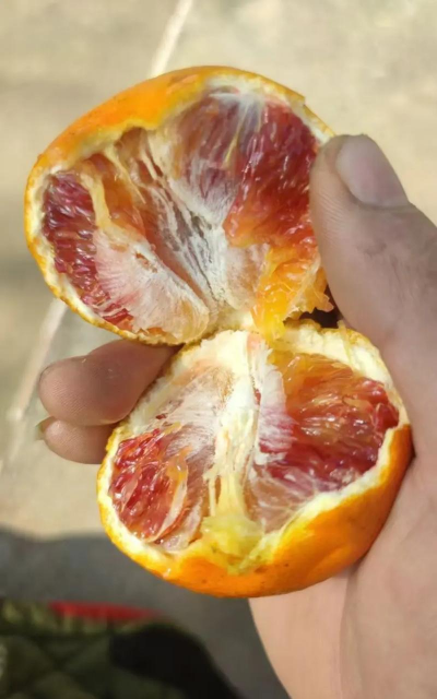 塔罗科血橙多少钱一斤塔罗科血橙功效与作用简介