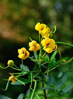 伞房决明有什么用途