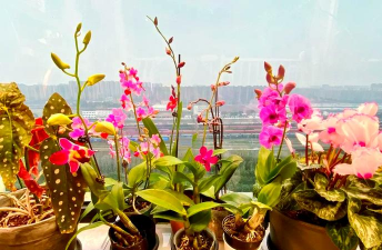 家庭养花用生根粉