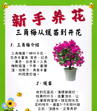 三角梅怎么开花