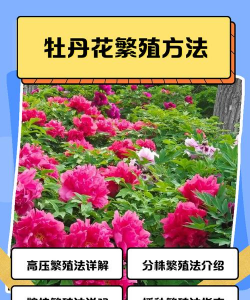 牡丹怎么繁殖