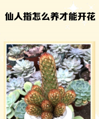 我是仙人中的仙人指什么