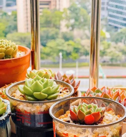 家庭养花用生根粉