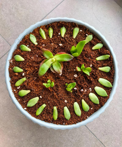 家庭养花用生根粉