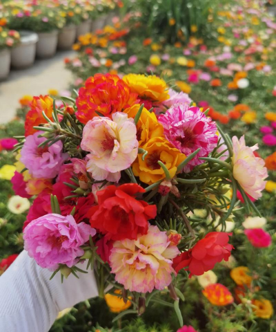 家庭养花用生根粉