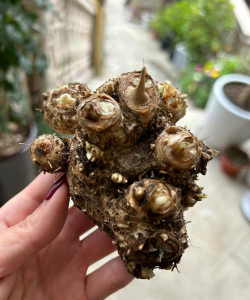 家庭养花用生根粉