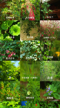 云南植物有哪些