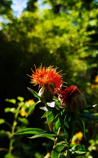 红花植物有哪些