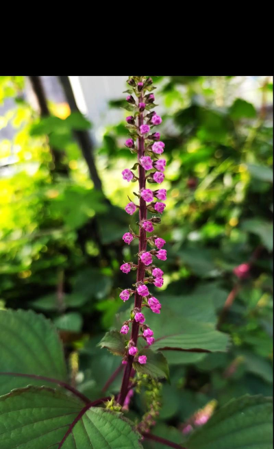 像紫苏的花是什么东西 像紫苏的花是什么东西