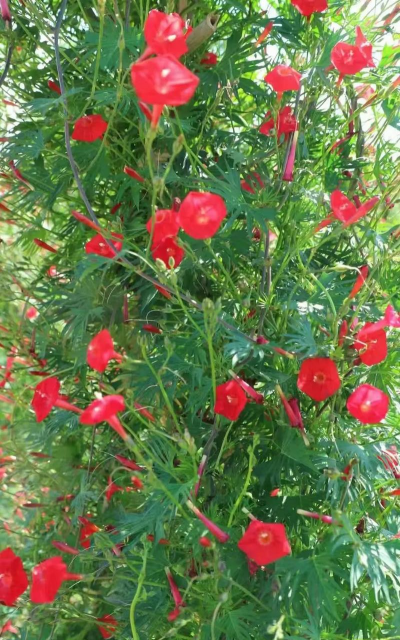 掌叶茑萝什么时候开花