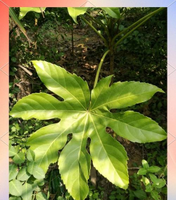 八角金盘是什么叶子