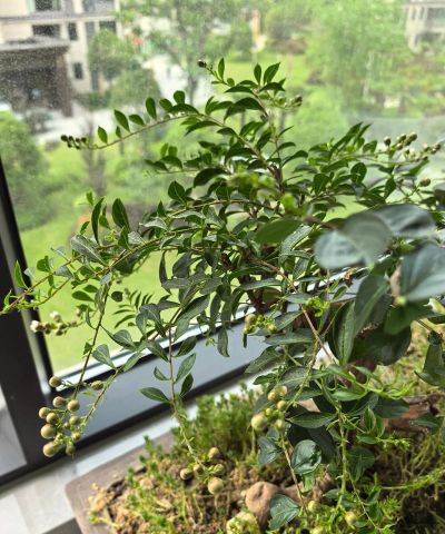 家庭养花用生根粉