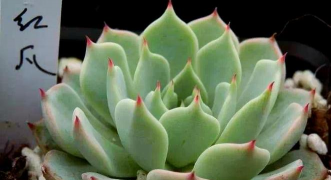 多肉红爪绿爪有差什么