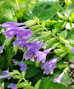 青龙草开什么样子的花