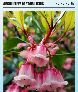 岭南的花有哪些