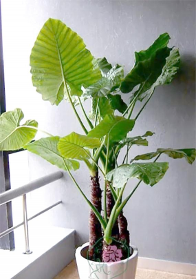 大叶草本植物 有哪些