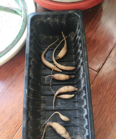 家庭养花用生根粉