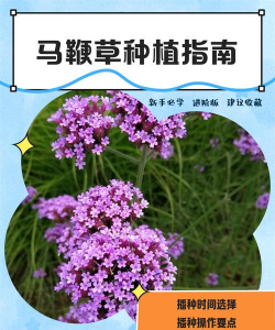 马鞭草怎么种植