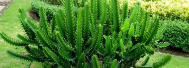 三棱箭适合用什么土