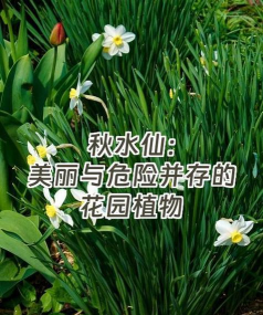 秋水仙适合种在什么地方