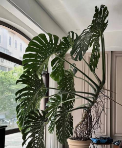 龟背竹长大是什么样子