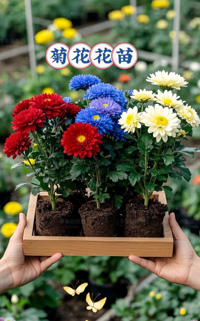 家庭养花用生根粉