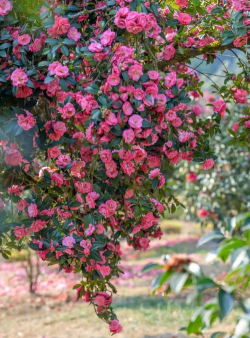 保山市著名的花是什么