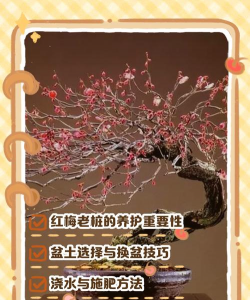 红梅盆景怎么养