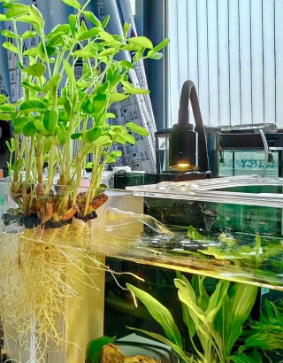 家庭养花用生根粉