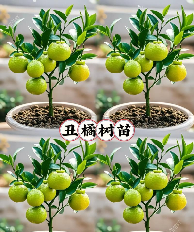 不知火丑柑栽培技术管理的小知识 不知火丑柑栽培技术管理的小知识