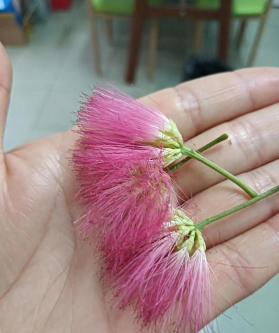 合欢树花可以干什么