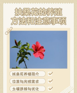 朱槿花怎么养