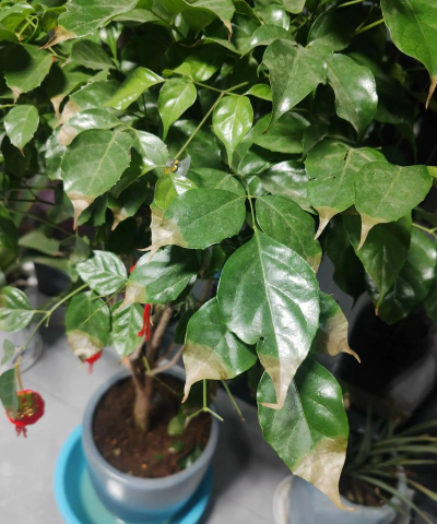 家庭养花用生根粉