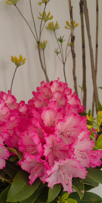 高山杜鹃有哪些品种