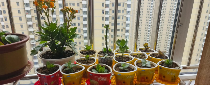 家庭养花用生根粉