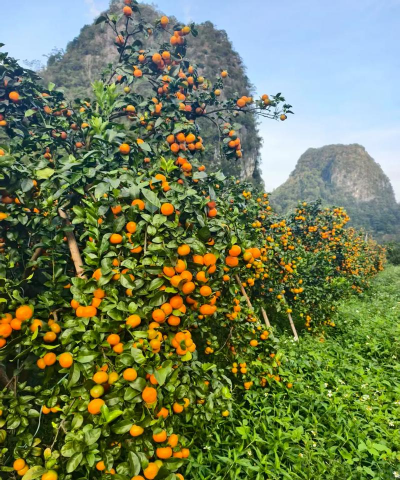 金秋沙糖桔多少钱?金秋沙糖桔种植技术