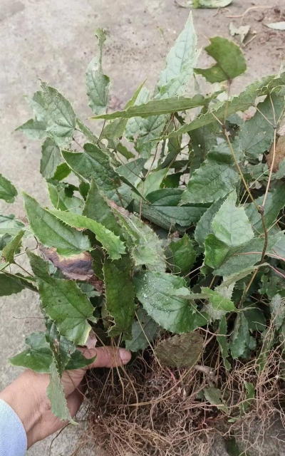 家庭养花用生根粉