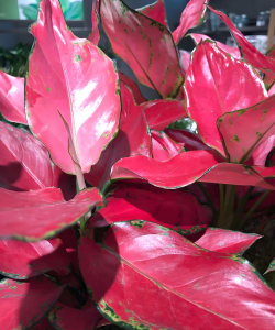 吉利红叶子为什么是红的