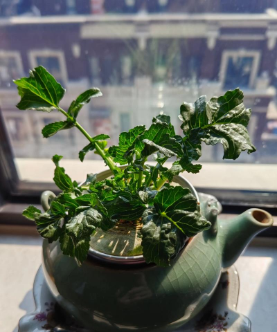 家庭养花用生根粉