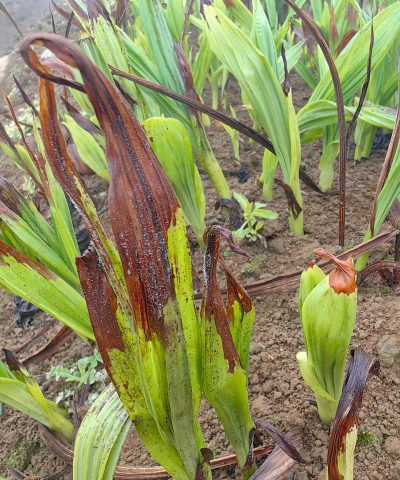 白芨有哪些病害