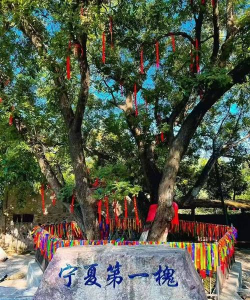 宁夏固原市的什么树多