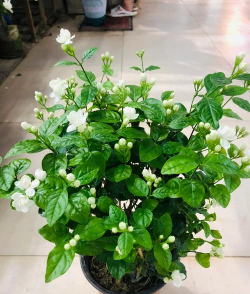 茉莉茉莉花长什么样