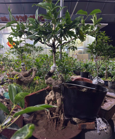 家庭养花用生根粉