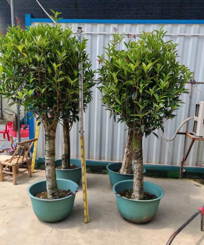 状元红桂花如何养殖