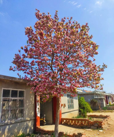 紫玉兰怎么种植