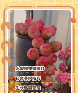 水蜜桃多肉怎么养