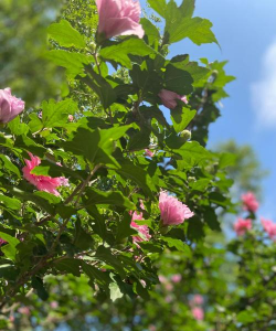 夏秋季开的花有什么花